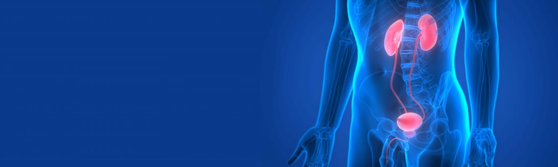 Nieren en Urineleiders